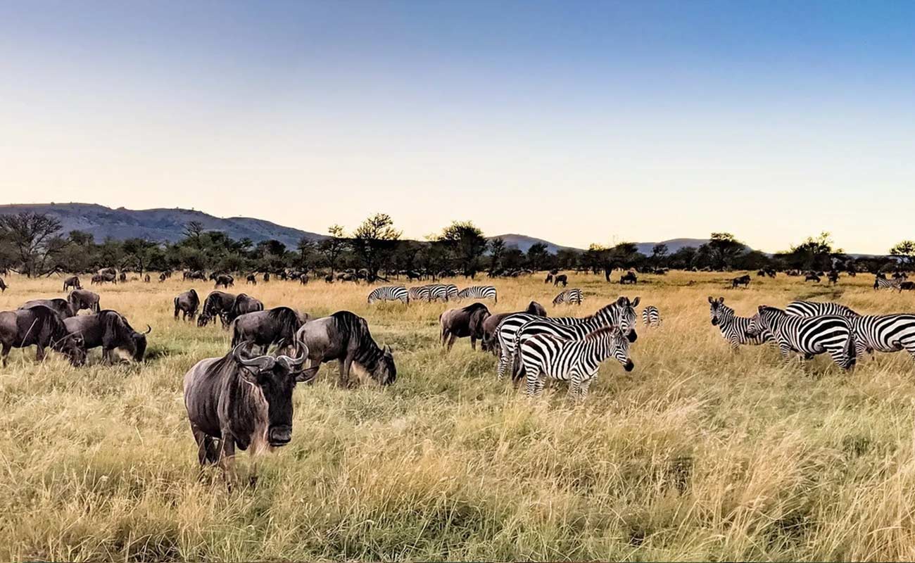 2 Days Tarangire National Park & Ngorongoro Crater