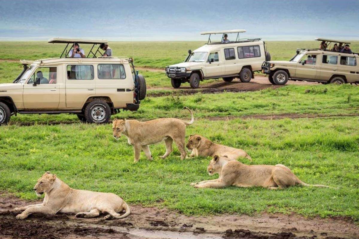 Best Ideas for Unforgettable Safari Vacation In Tanzania
