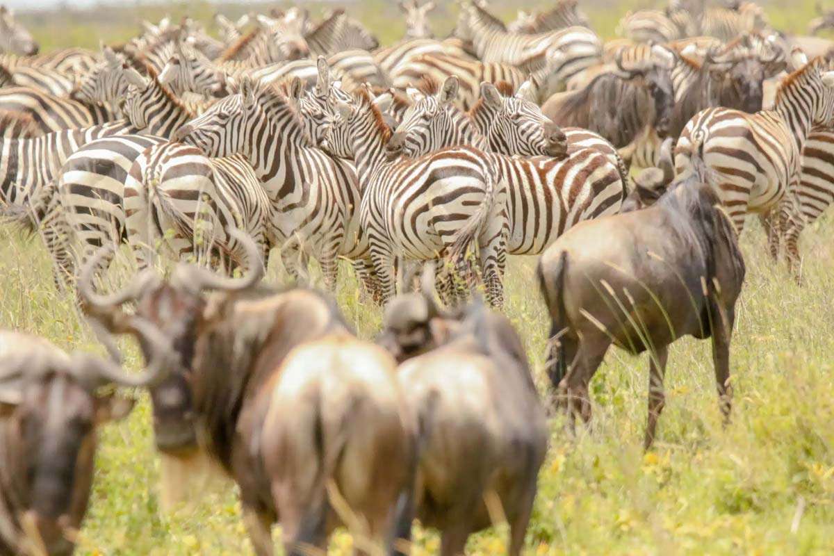 What Wildlife will I see on safari Holidays in Tanzania?