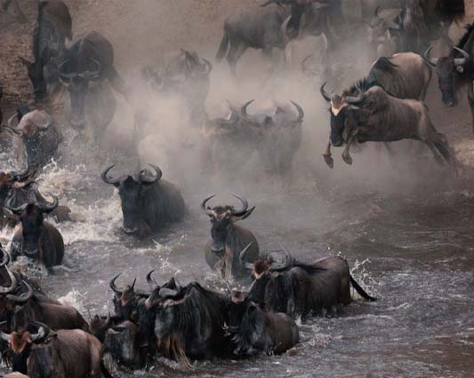 The-great-wildebeest-migration-Tanzania-Safari