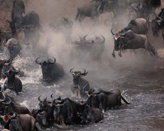 Serengeti Wildebeest Migration