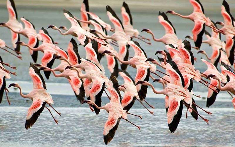 Birdwatching in Lake Manyara National Park