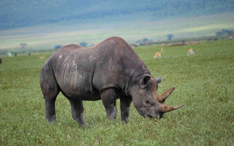 Tracking Down the Big Five in Ngorongoro