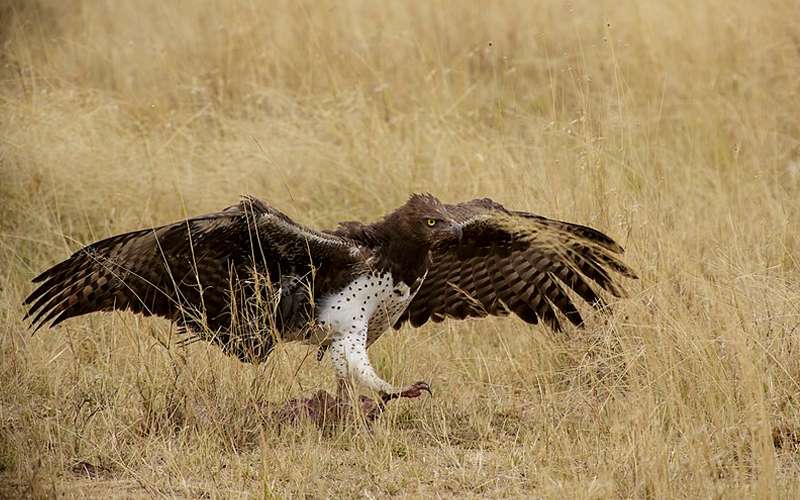 Top Ten Special Birds In Serengeti National Park