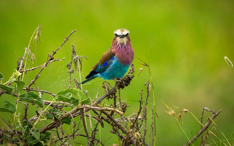 Top Ten Special Birds In Serengeti National Park