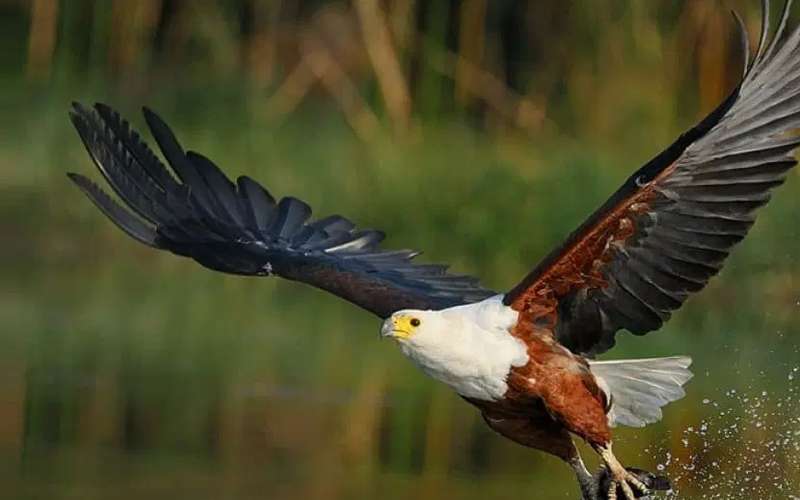 Top Ten Special Birds In Serengeti National Park