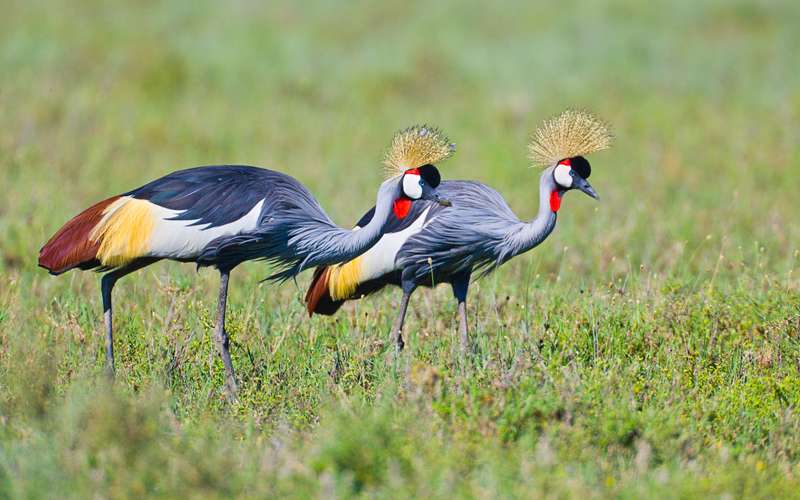 Top Ten Special Birds In Serengeti National Park