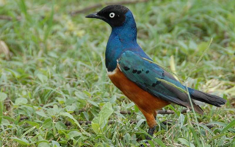 Top Ten Special Birds In Serengeti National Park