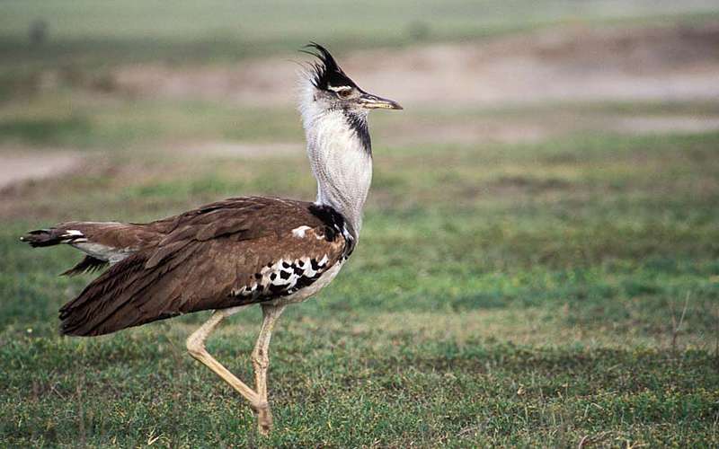 Top Ten Special Birds In Serengeti National Park