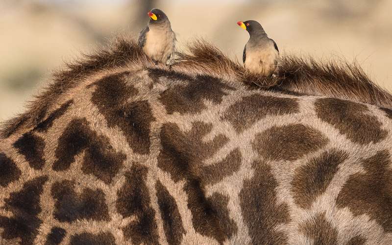 Top Ten Special Birds In Serengeti National Park