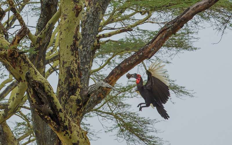 Top Ten Special Birds In Serengeti National Park