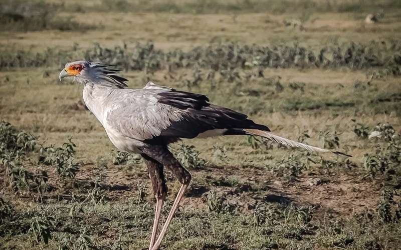 Top Ten Special Birds In Serengeti National Park