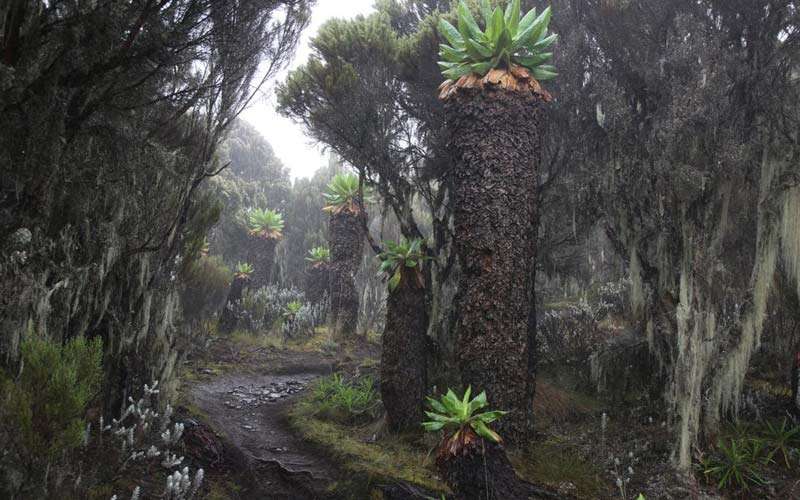 the best views of kilimanjaro