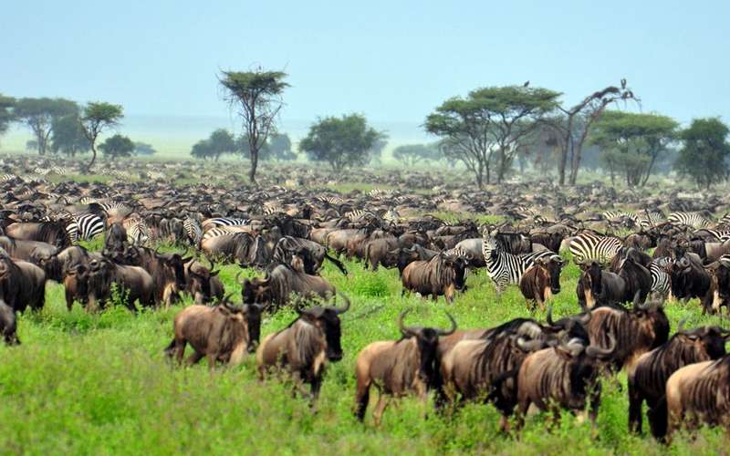 How Many Days Are Enough For Tanzania Safari?