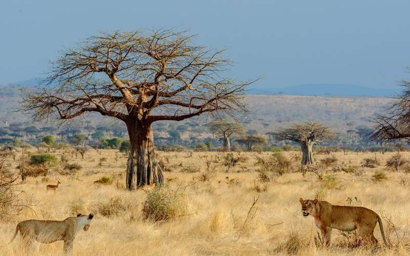 How Many Days Are Enough For Tanzania Safari?