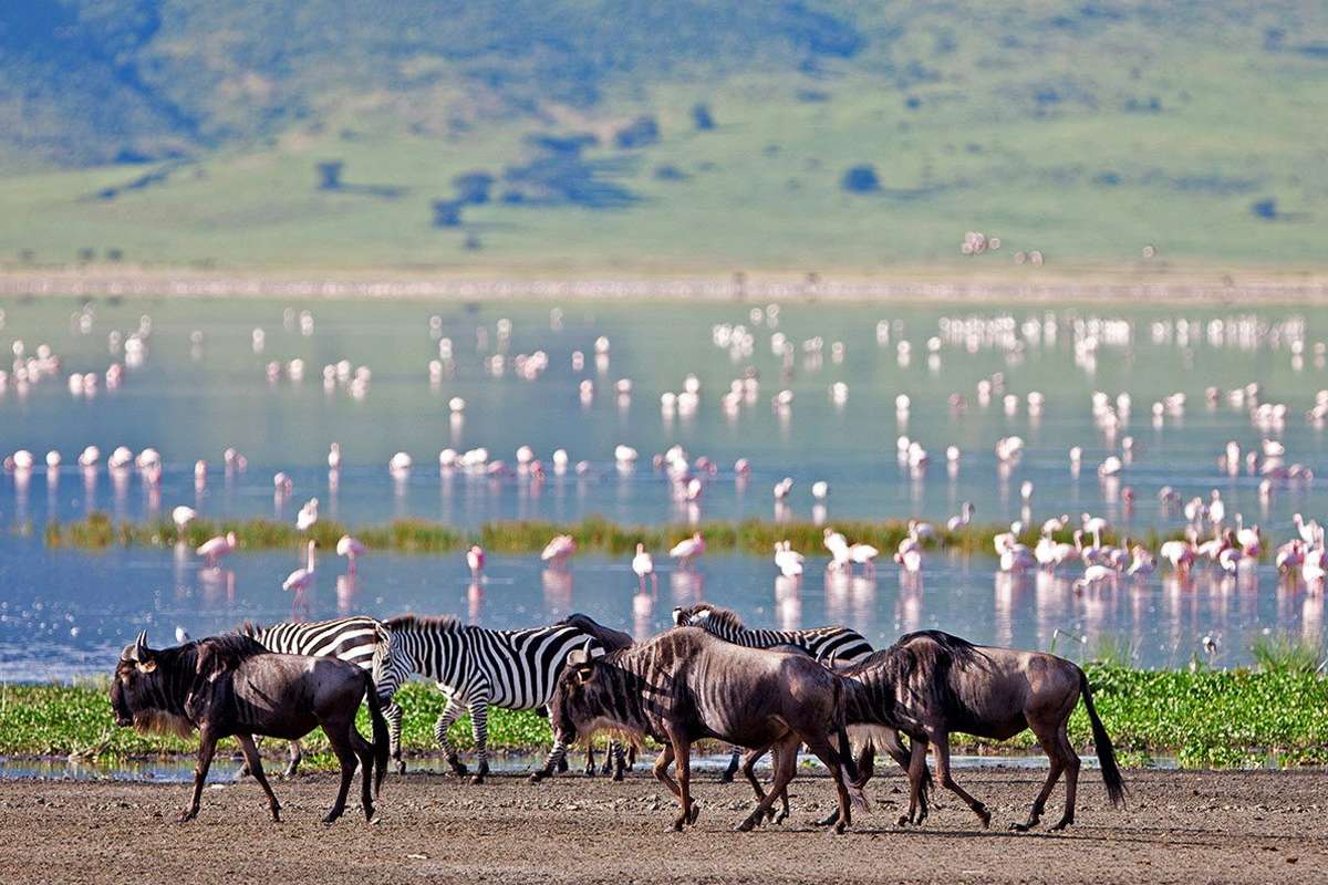 How Many Days Are Enough For Tanzania Safari?