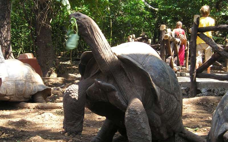 What Animals Can You See In Zanzibar?