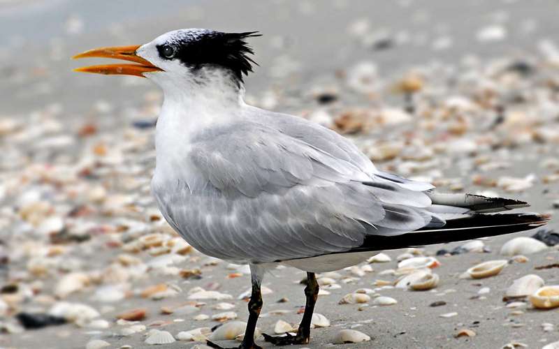 What Animals Can You See In Zanzibar?