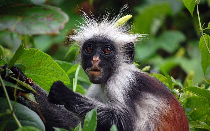 What Animals Can You See In Zanzibar?