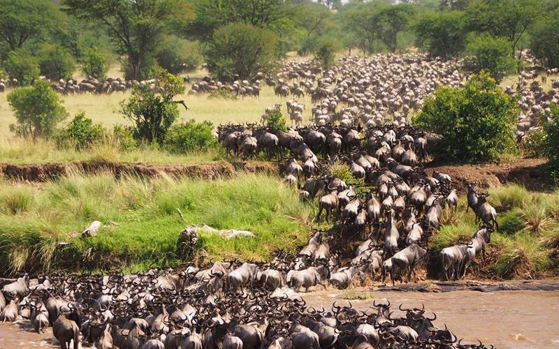 Witness The Thrilling Mara River Crossing