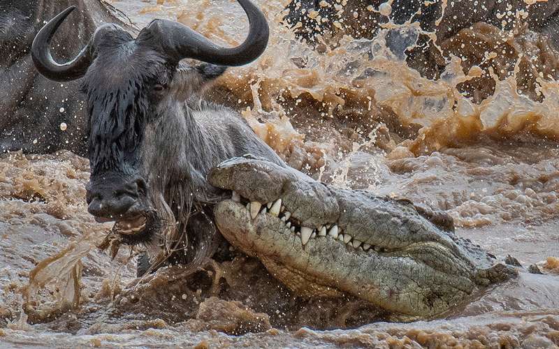 Witness The Thrilling Mara River Crossing