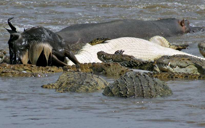 Witness The Thrilling Mara River Crossing