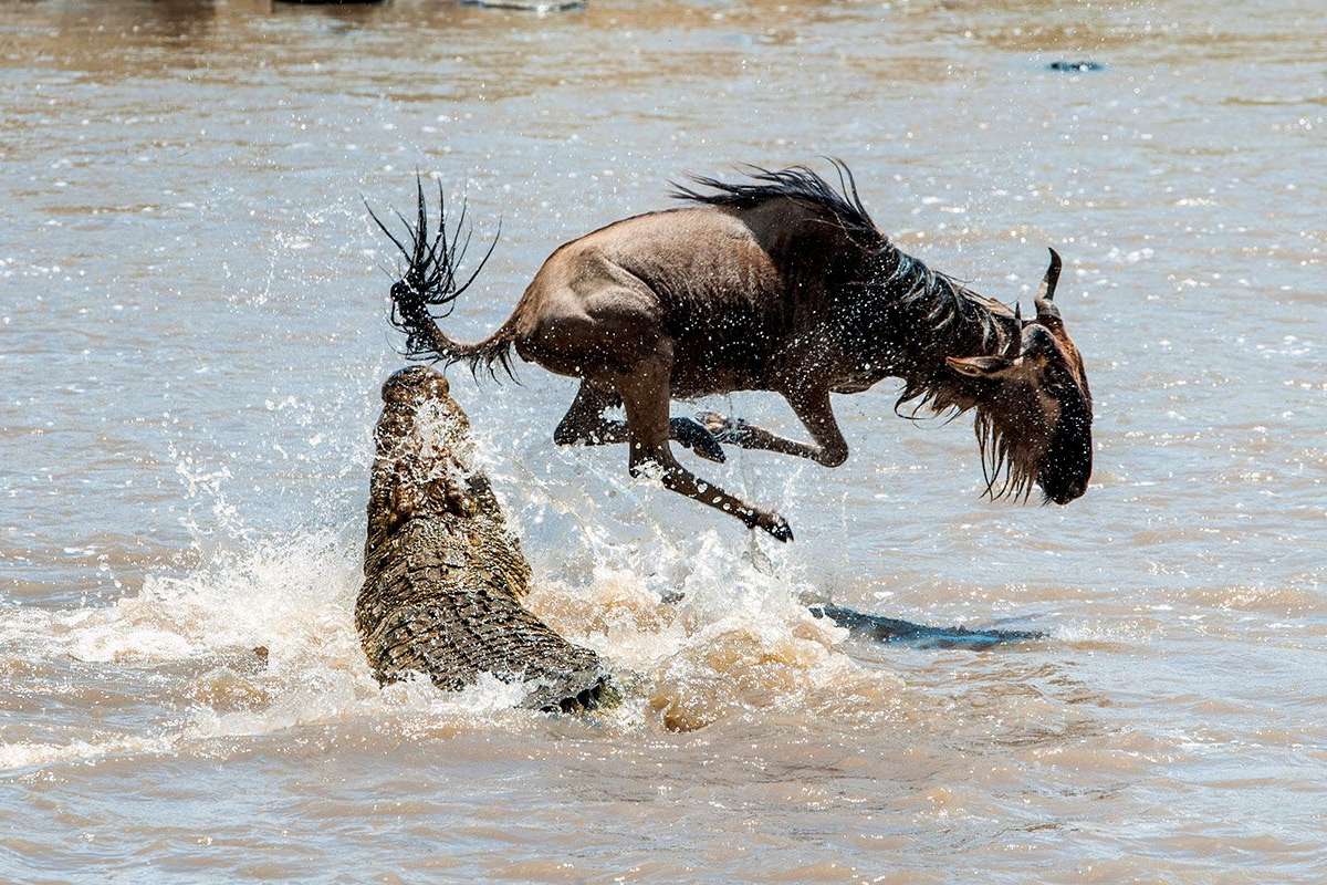 Witness The Thrilling Mara River Crossing