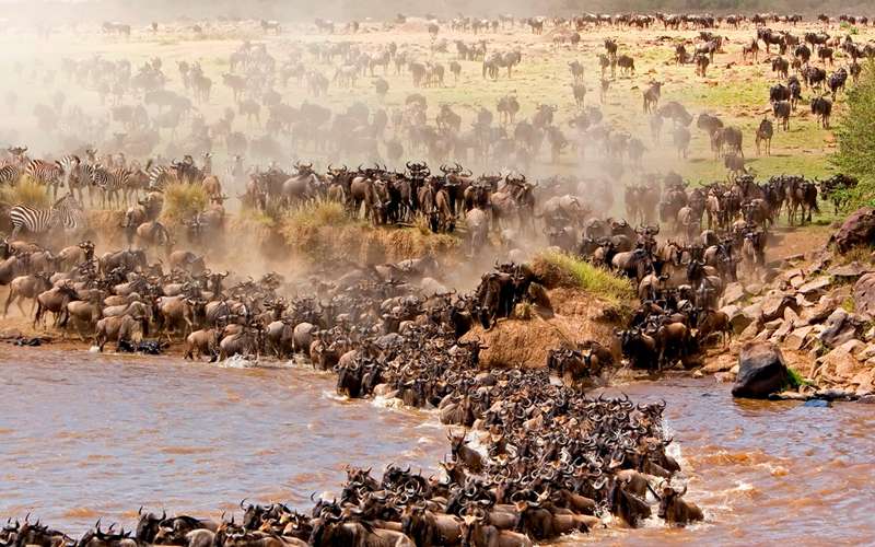 Witness The Thrilling Mara River Crossing